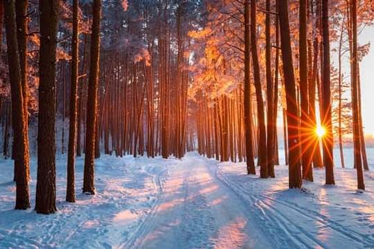 wooded winter lane at sunset